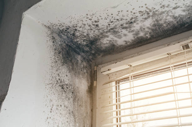 Affordable Mold Remediation solutions in Reading, MI